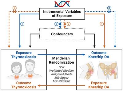 Genetic predisposition to thyrotoxicosis and onset of knee osteoarthritis